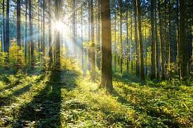 Top 30 Reasons Why Forests are Important | Uses
