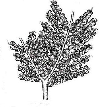 Reconstructed plant of Gondwana Flora