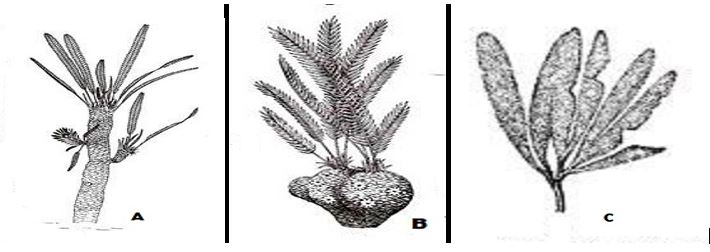 Gondwana Flora of Mesozoic Era