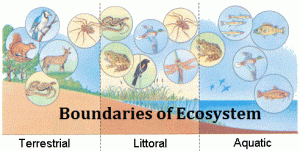 Boundaries of ecosystem