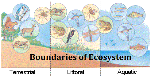 What are the Boundaries of Ecosystem | Types and Functions