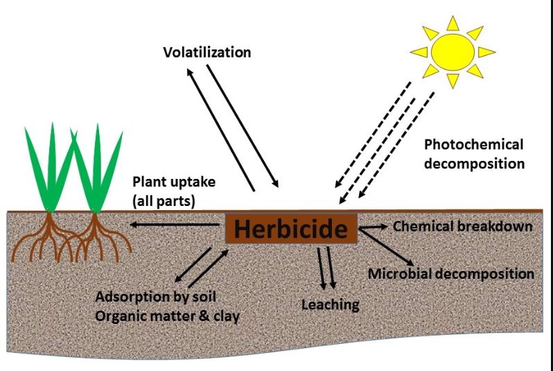 Factor affecting herbicide residue