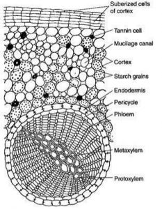 Ginkgo (Ginkgo biloba): Features, Anatomy Affinities