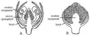 Ovules
