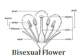 bisexual flower of Angiosperm