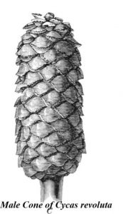 male cone of cycadles