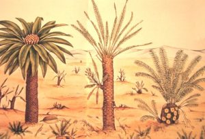 Affinities of Bennettitales with Cycas