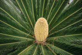 Cycadales/Cycads: Introduction, Origin, Characters, and Affinities
