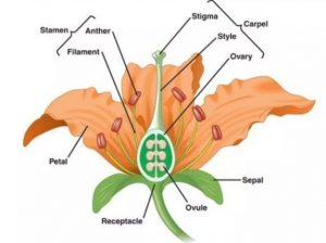 A typical flower of angiosperm