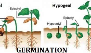 Hypogial and Epigeal germination
