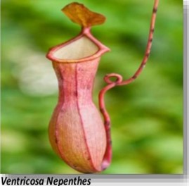 Pitcher plant (heterotroph angiosperm)