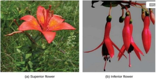superior and inferior flowers of Angiosperm