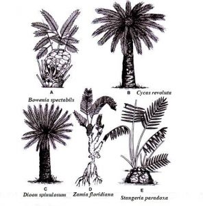 Different genera of cycadales or cycads