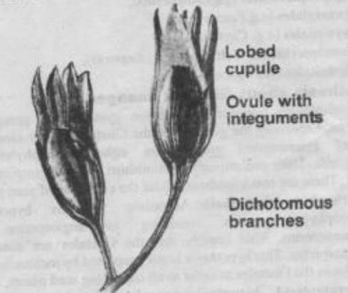 integumented ovules in Heterosporus plants