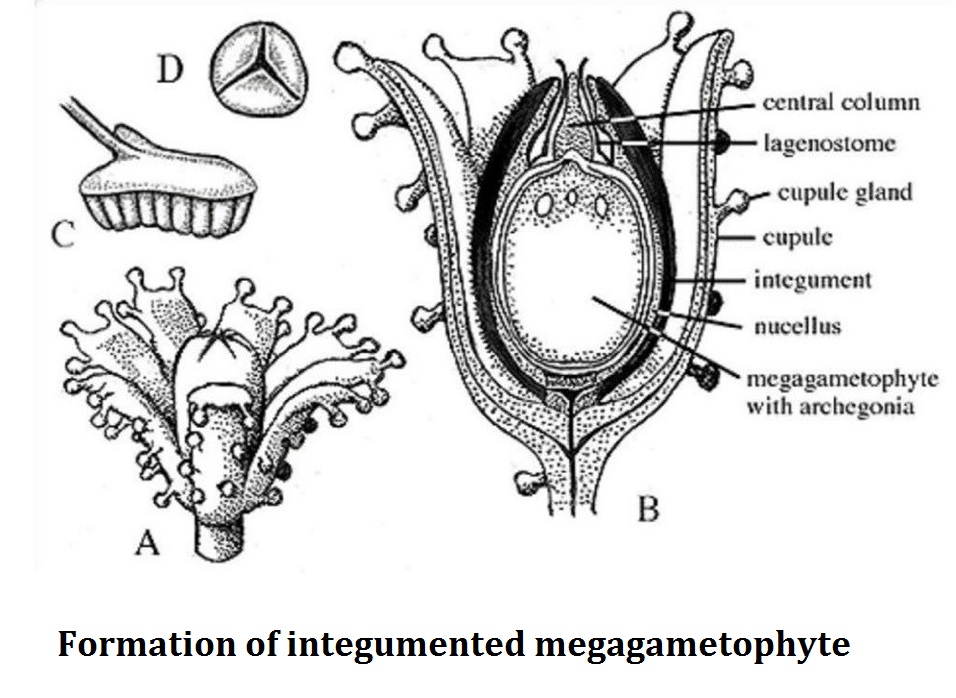 integumented megasporophyte in heterosporous plants