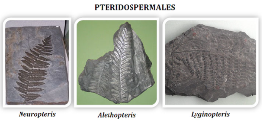Origin and History of Cycadofilicales/Pteridospermales