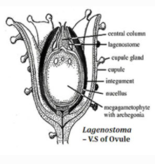 Ovule of Cycadofilicales/Pteridospermales
