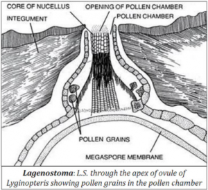 Pollen Grains in Pollen Chamber