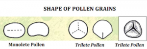 Shapes of Pollen grains