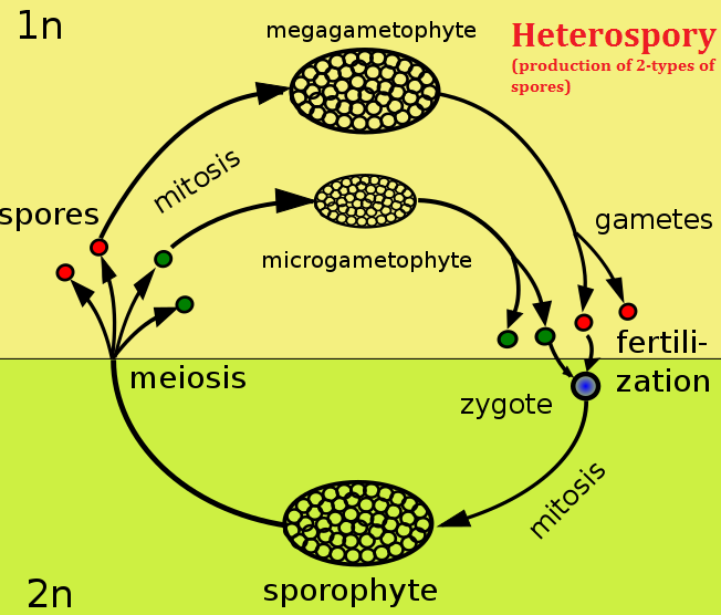 Heterospory in Pteridophytes