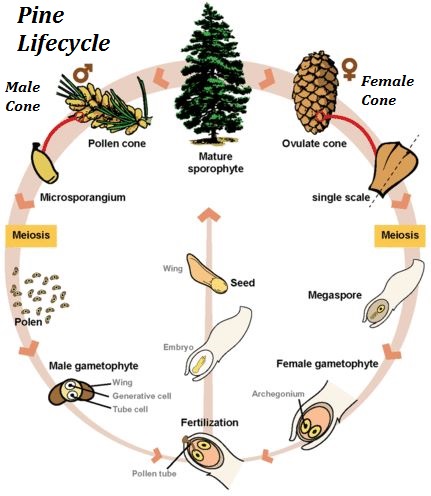 Life cycle of Pine (Gymnosperms)