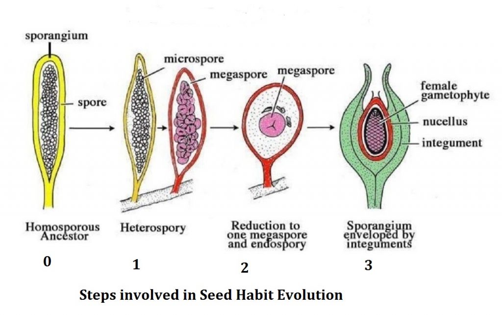 Evolution of Heterospory