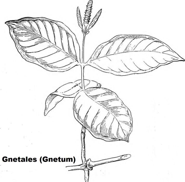 Gnetales (Gnetum) leaves