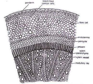 Old Stem Anatomy of Gnetales