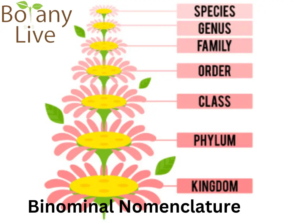 binominal nomenclature