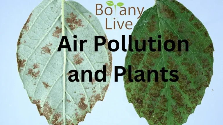 Air Pollution Effect on Plants? Air Pollutants | PPTs