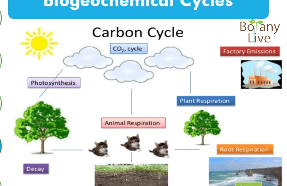 Biogeochemical cycles ppt - Carbon cycle