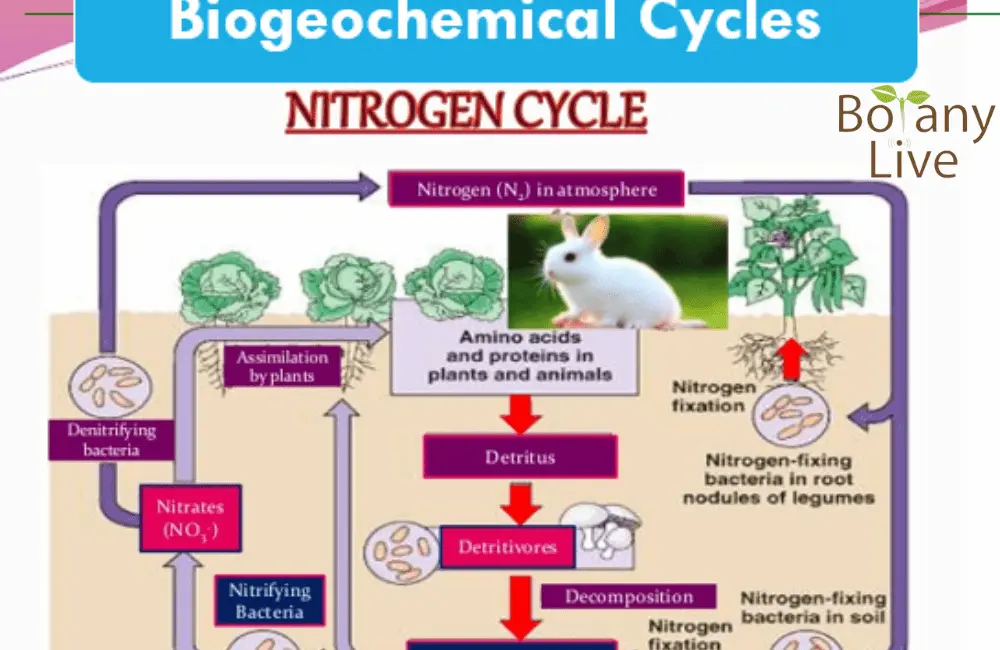 Biogeochemical cycles ppt - nitrogen cycle
