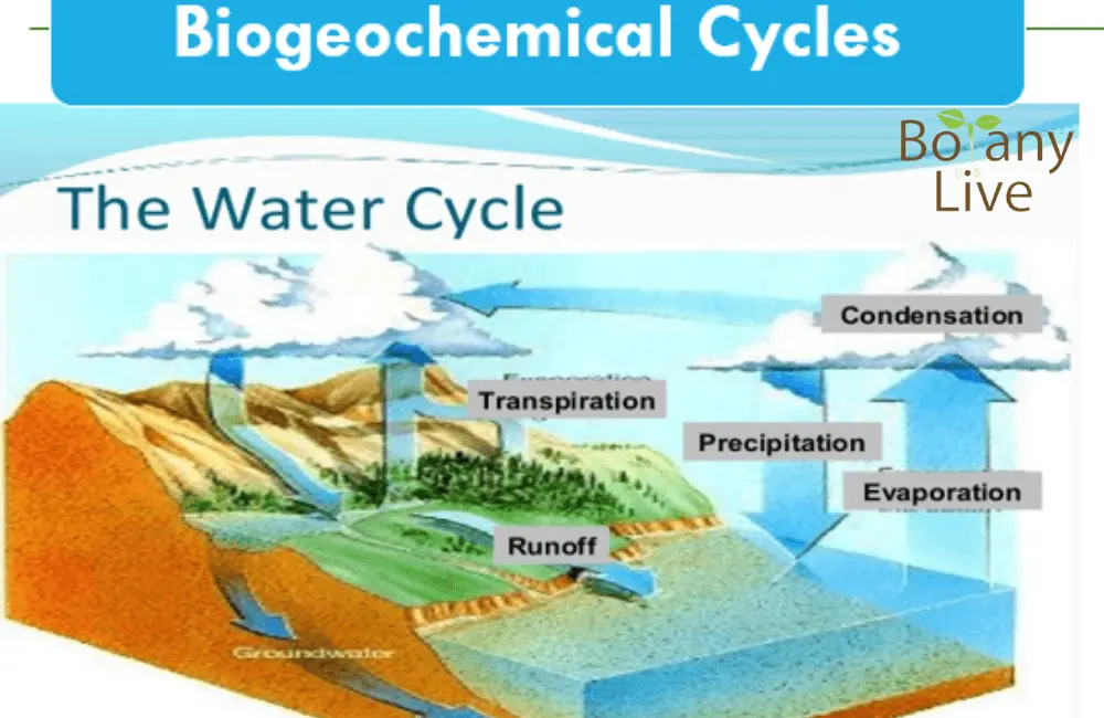 Biogeochemical cycles ppt - water cycle