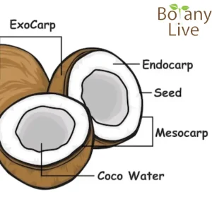 Mature harvested coconut - parts of coconut seed