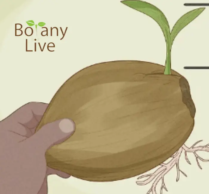 Germination of Coconut-Botanylive