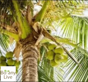 Indonesian Coconut - botanylive