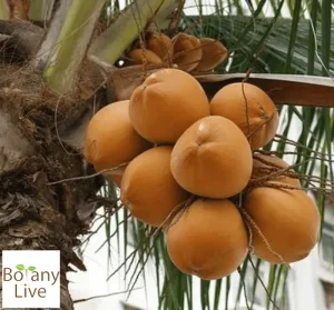 King Coconut - Botanylive