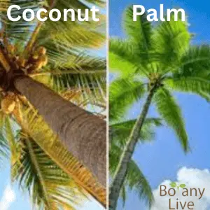 Coconut vs Palm Tree