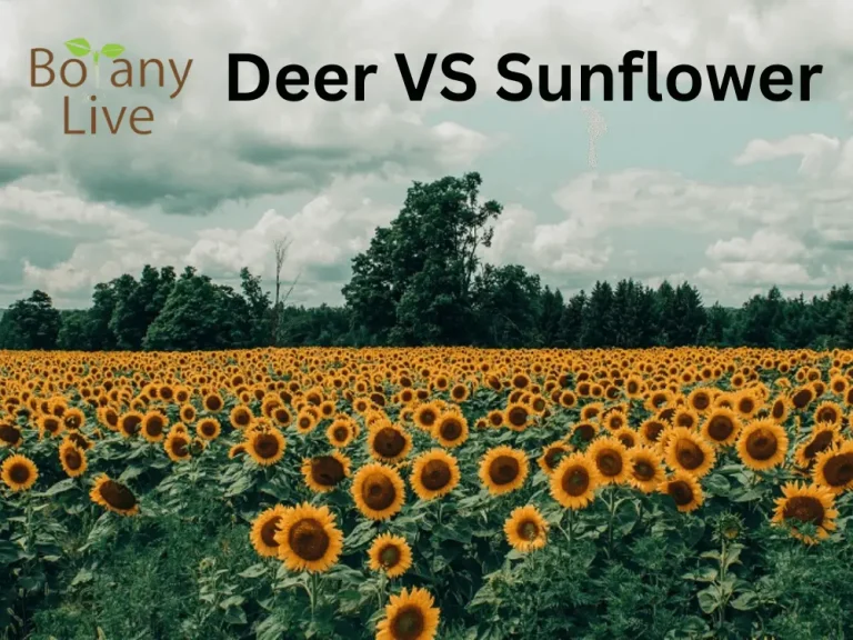 Do Deer eat Sunflower? How to Protect Sunflowers from Hungry Deer?