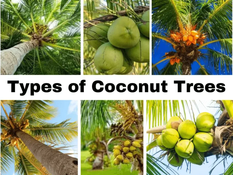 Discover 15 Types of Coconut Trees | How They Grow and their Importance?