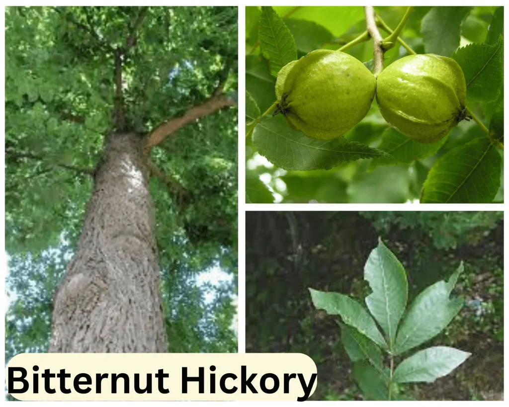 Bitternut Hickory - botanylive.com