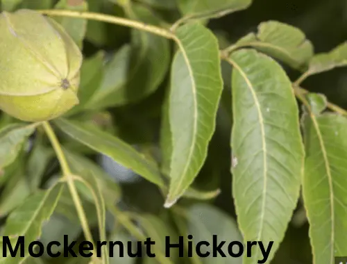 Mockernut Hickory