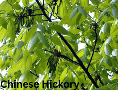 Chinese Hickory