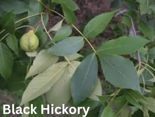 Black Hickory