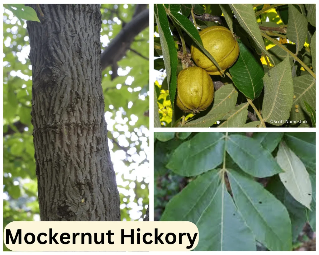 Mockernut Hickory - botanylive
