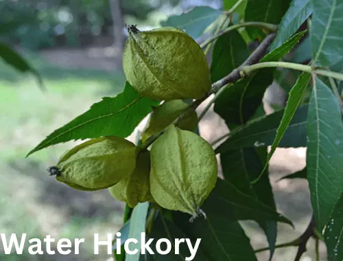 Water Hickory