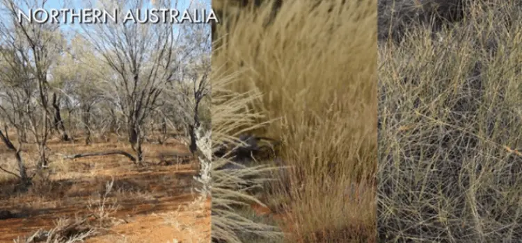Australian Chaparral Biome