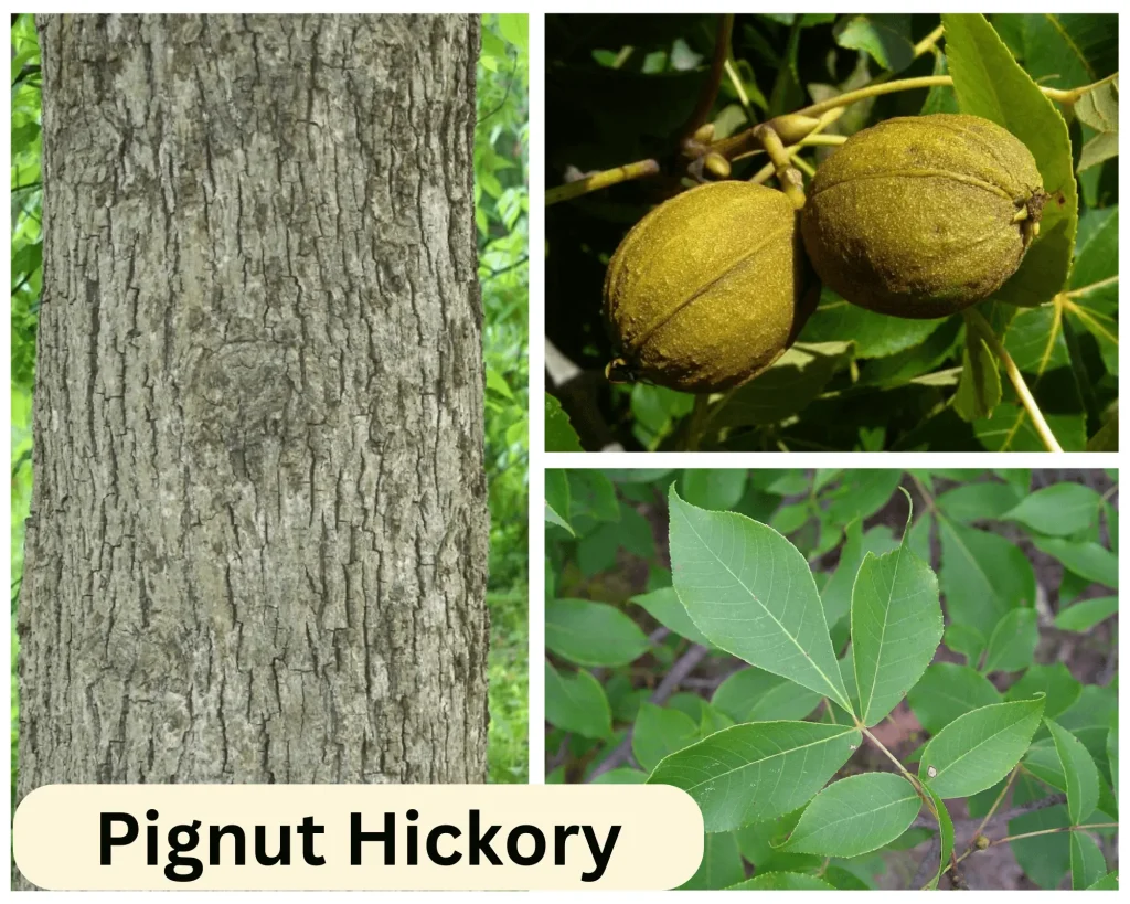 Pignut Hickory by Botanylive