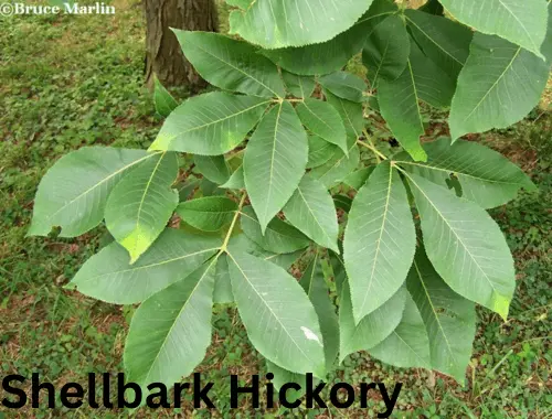 Shellbark Hickory