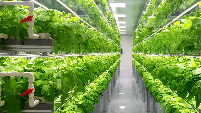 Advantages and Disadvantages of Vertical Farming | A challenge for Greener Future
